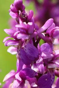 Orchis mâle