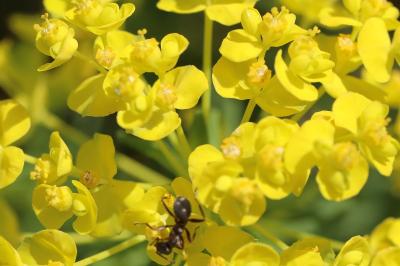 Euphorbia cyparissias