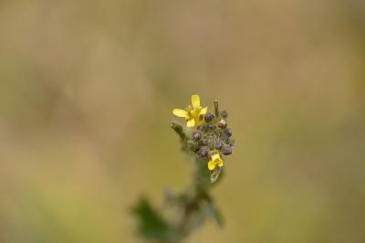 Herbe aux chantres
