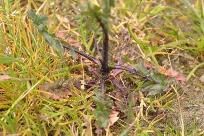 Herbe aux chantres