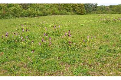 Orchis pourpre