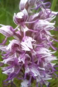 Orchis singe