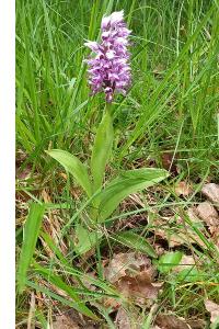 Orchis singe