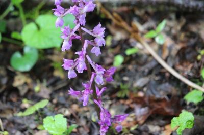 Orchis mâle