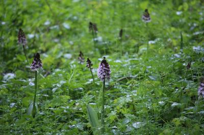 Orchis pourpre