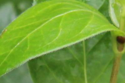 Vinca major
