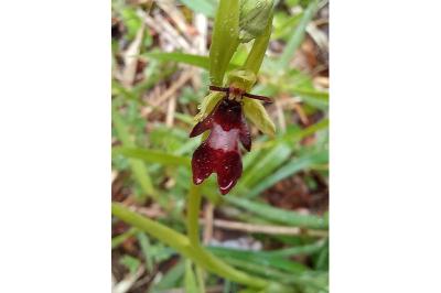 Ophrys mouche