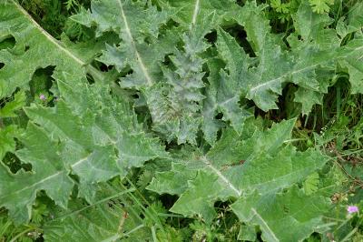 Onopordum acanthium