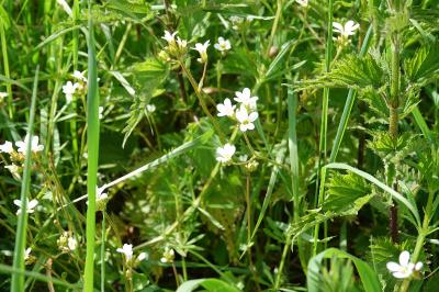 Saxifrage granulé