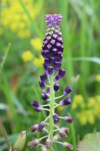 Muscari à toupet
