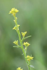 Herbe aux chantres