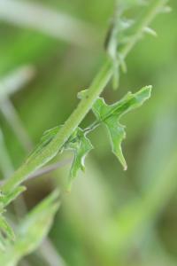 Herbe aux chantres