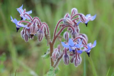 Bourrache officinale