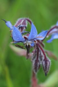 Bourrache officinale