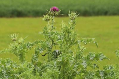 Silybum marianum