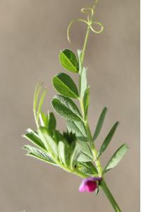 Vesce cultivée