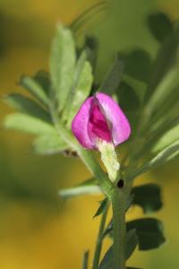Vesce cultivée