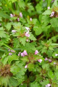 Lamium hybridum