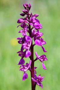 Orchis mâle
