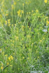 Herbe aux chantres