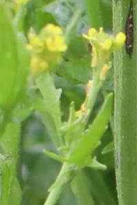 Herbe aux chantres
