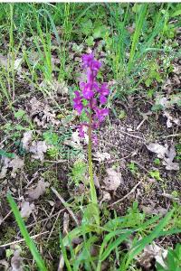 Orchis mâle