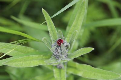 Cynoglossum officinale