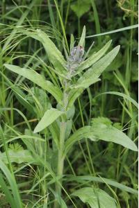 Cynoglosse officinale