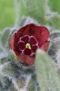 Cynoglosse officinale