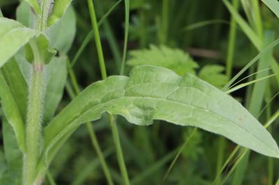Cynoglosse officinale
