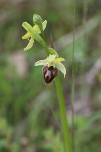 Ophrys araignée