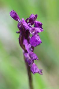 Orchis bouffon
