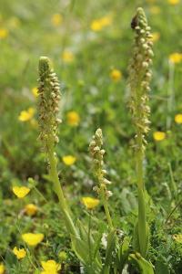 Orchis homme pendu