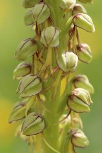 Orchis homme pendu
