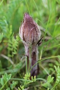 Orobanche violette