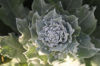 Molène bouillon-blanc