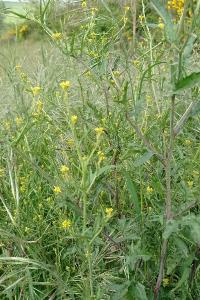 Herbe aux chantres