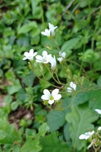 Saxifrage granulé