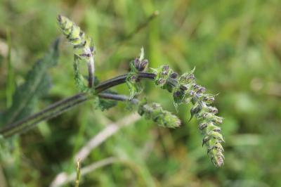 Salvia pratensis