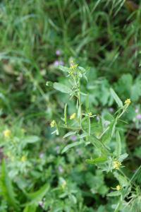 Herbe aux chantres