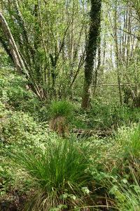Carex paniculata