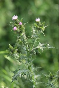 Chardon à petites fleurs