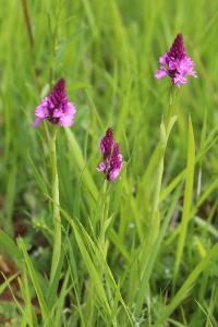 Orchis pyramidal