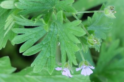 Geranium pusillum