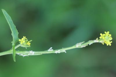 Herbe aux chantres