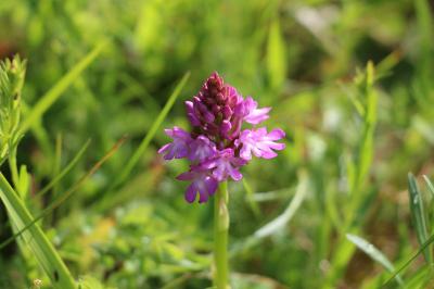 Orchis pyramidal