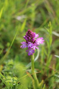 Orchis pyramidal