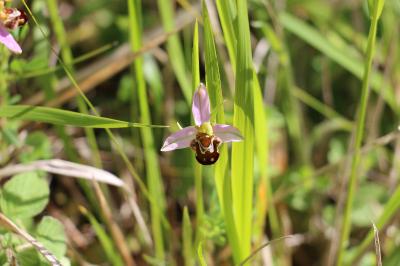 Ophrys abeille