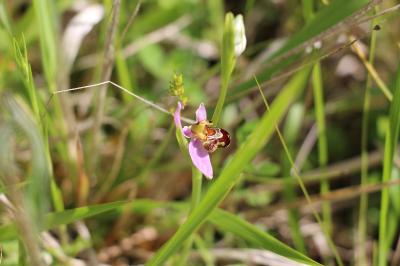 Ophrys abeille