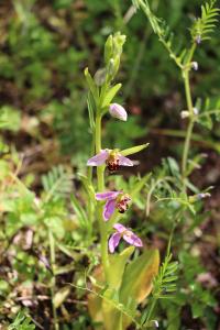 Ophrys abeille